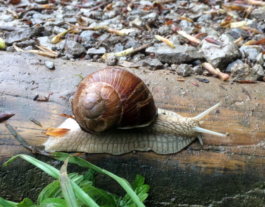 Schnecke-langsam